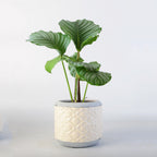 Flower pot Kalsten